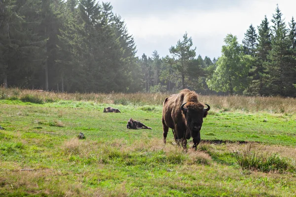 Pâturage Des Bisons Dans Forêt — Photo