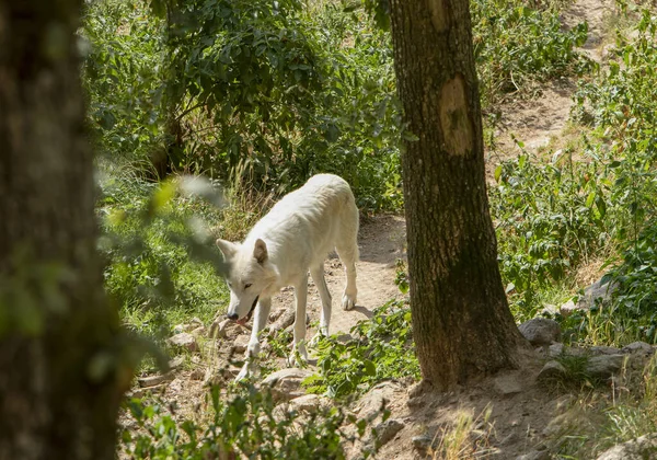 Lobo Solitario Una Reserva Animales — Foto de Stock