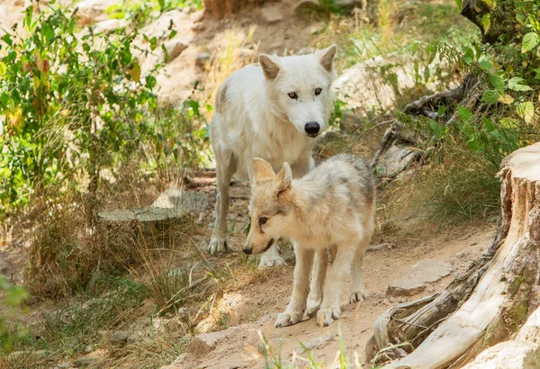 Familia Lobos Una Reserva Animales — Foto de Stock