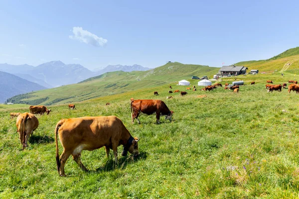 Jurtor Franska Alperna Stockfoto