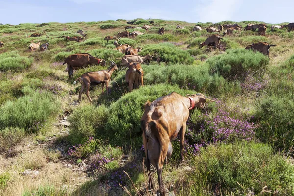 Flock Getter Som Betar Berget — Stockfoto