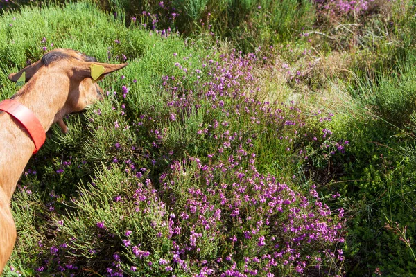 Goat Grazing Mountain — Stock Photo, Image