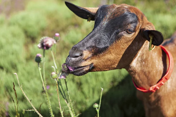 Cabra Comiendo Una Flor —  Fotos de Stock