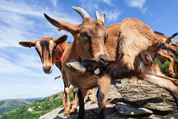 Goats Grazing Mountain — Stock Photo, Image