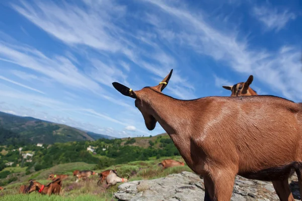 Goats Grazing Mountain — Stock Photo, Image