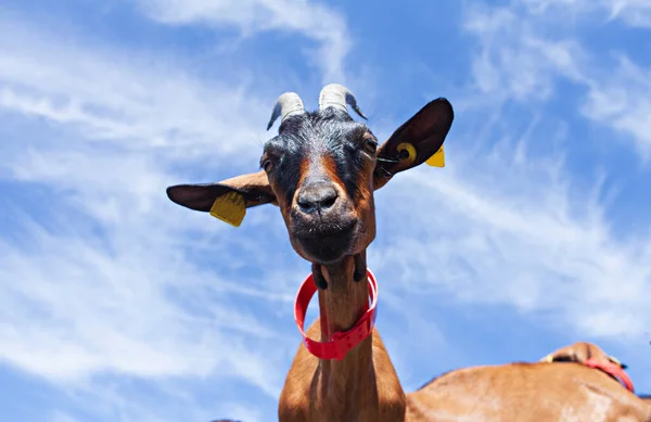 Young Goats Rock — Stock Photo, Image