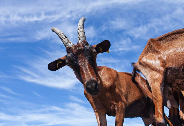 Goats Perched Rock — Stock Photo, Image
