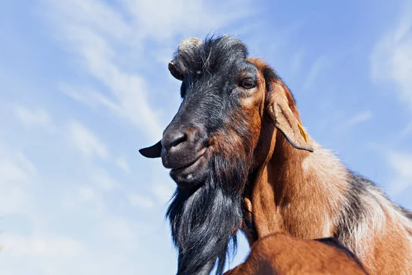 Close Old Goat Male — Stock Photo, Image