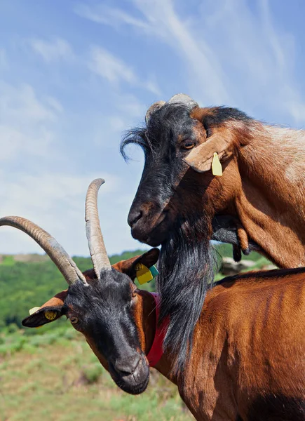 Yaşlı Bir Keçi Erkeğine Yaklaş — Stok fotoğraf