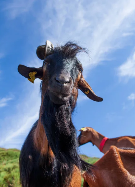 Close Old Goat Male — Stock Photo, Image