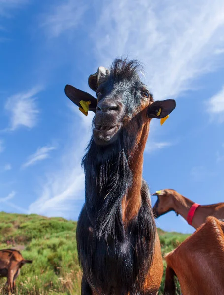 Close Old Goat Male — Stock Photo, Image