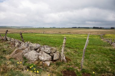 Avusturalya 'daki nergis tarlası
