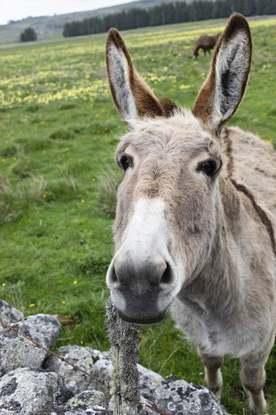 Donkey Horse Meadow — Stock Photo, Image