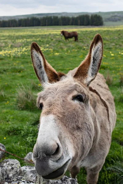 Donkey Horse Meadow — Stock Photo, Image