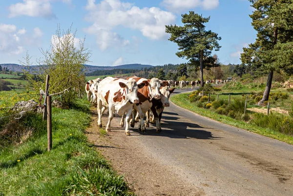 Корови Дорозі — стокове фото