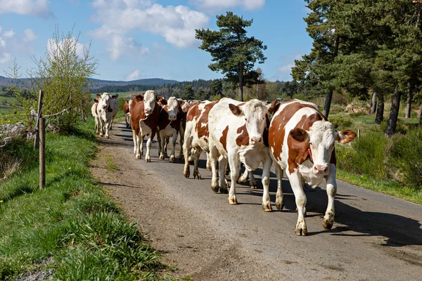 Корови Дорозі — стокове фото