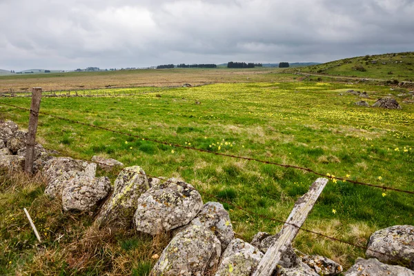 Narzissenfeld Aubrac — Stockfoto