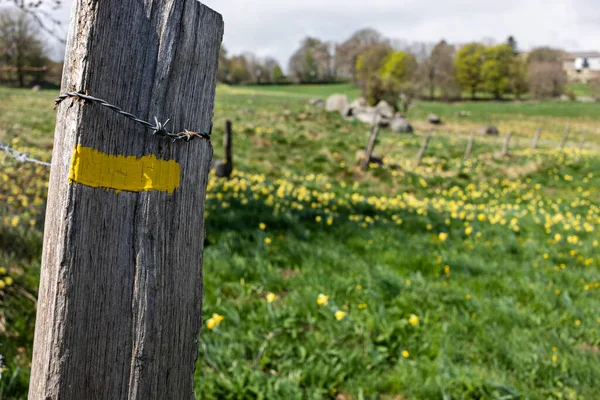 Sign Daffodils Field — Stock Photo, Image