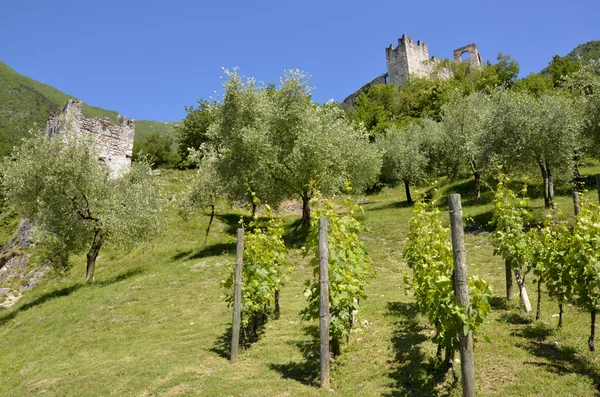 Vineyards — Stock Photo, Image