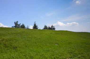 Alpin çayır
