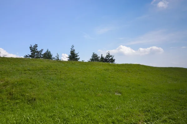 Pradera alpina —  Fotos de Stock