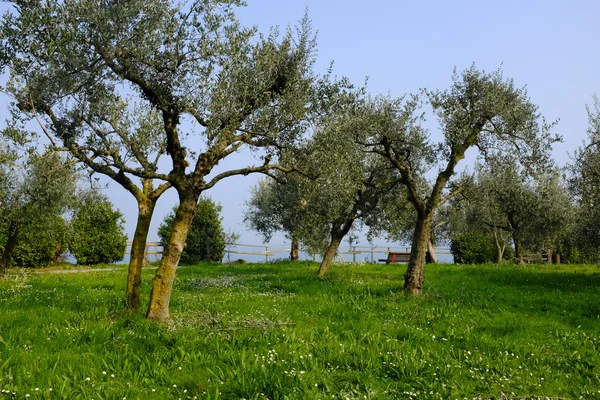 Zeytin ağaçlarının — Stok fotoğraf