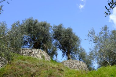 Olive grove