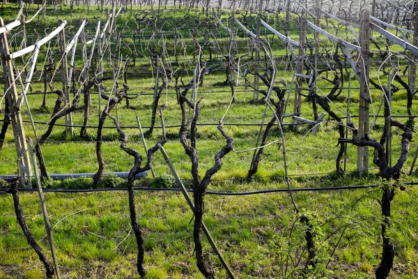 Weinberg — Stockfoto