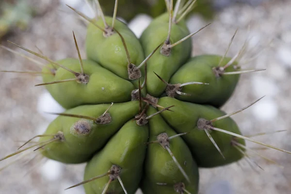 Suculenta — Foto de Stock