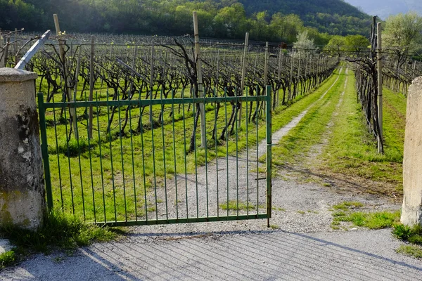 Vineyard — Stock Photo, Image