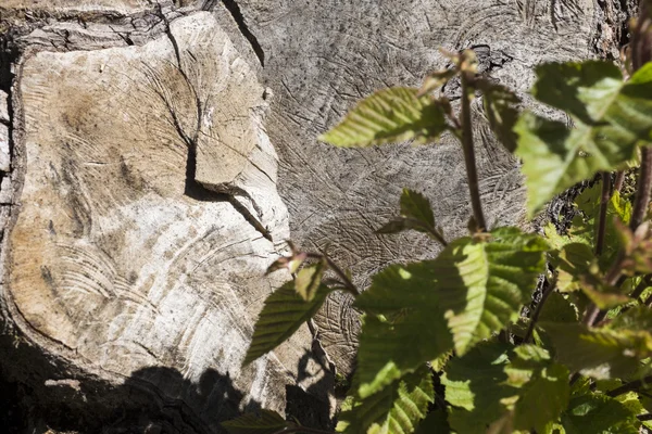 Tronco de árbol —  Fotos de Stock