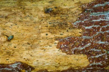 yaşlı bir ağaç bir yük