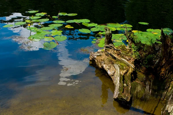 Reflejo del cielo en el agua . —  Fotos de Stock