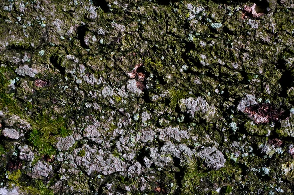 Una cepa de un árbol viejo —  Fotos de Stock