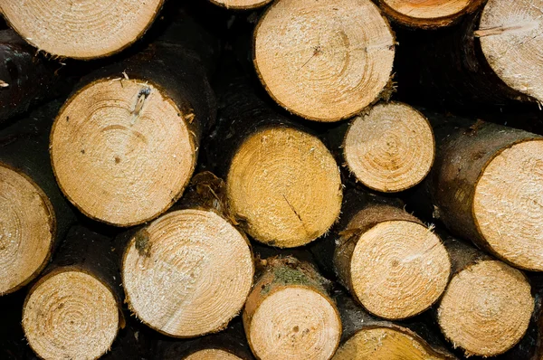 Gehakte hout. — Stockfoto