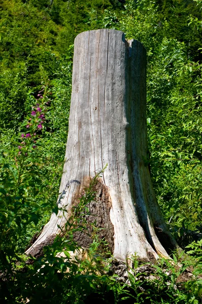 Vecchio albero abbattuto . — Foto Stock