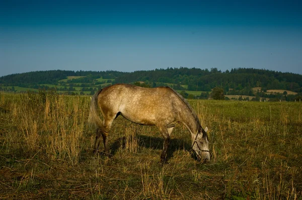 Otlaktaki at. — Stok fotoğraf