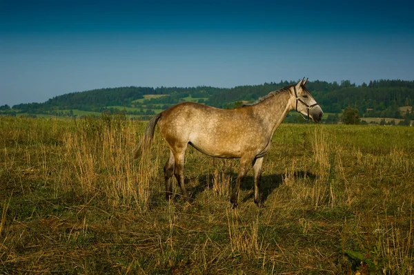 Otlaktaki at. — Stok fotoğraf