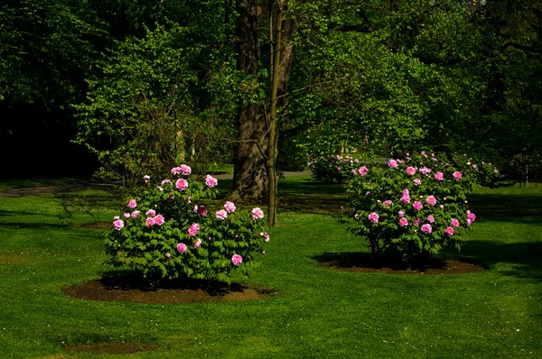 Rest park on Petrin, Prague. — Stock Photo, Image