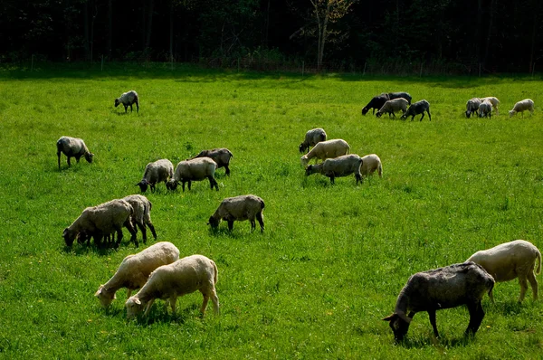 羊在草地上. — 图库照片