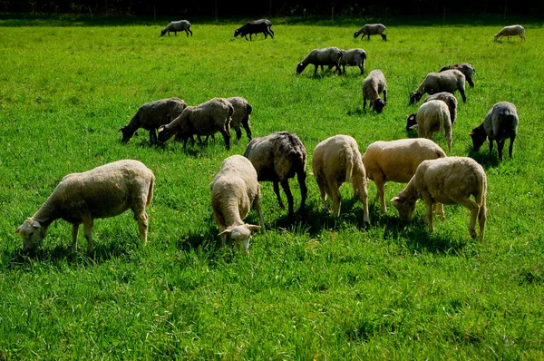 Pecora al pascolo . — Foto Stock