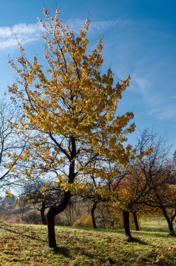 Bahçede sonbahar. Meyve ağaçlarında renkli yapraklar.