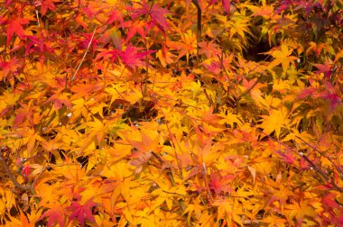 Renkli akçaağaç yapraklarının yakın görüntüsü. Sonbahar fotoğrafçılığı. Çeşitli kullanımlar için arkaplan.