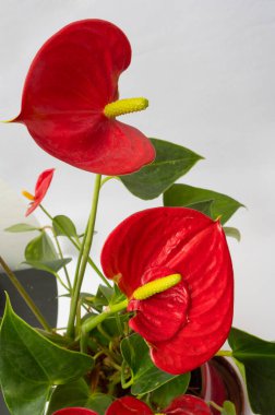 Anthurium adında popüler bir ev bitkisi. Ayrıntılı görünüm.