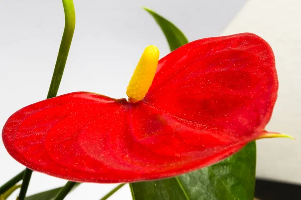 Eine Beliebte Zimmerpflanze Namens Anthurium Detailansicht — Stockfoto