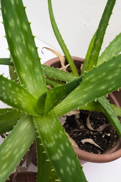 Una Popolare Pianta Appartamento Chiamata Aloe Vera Vista Dettagliata Questa — Foto Stock