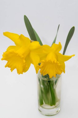 Sarı Narcissus adlı dekoratif bahçe bitkisi. Latince adı Narcissus pseudonarcissus.