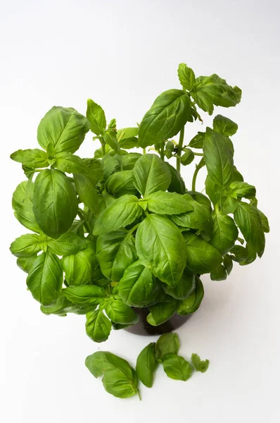 Plant Called Basil Aromatic Herb Often Used Gastronomy Flavor Dishes — Stock Photo, Image