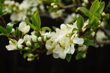 Çiçek açan meyve ağacı. Kiraz çiçeklerinin yakın plan görüntüsü.