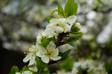 Çiçek açan meyve ağacı. Kiraz çiçeklerinin yakın plan görüntüsü.